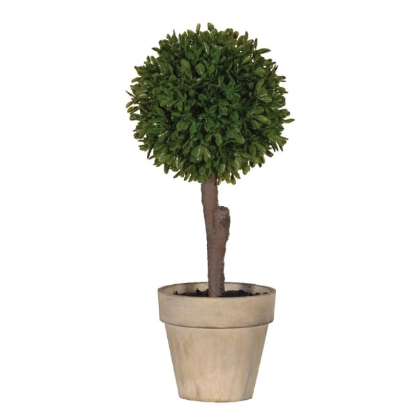 Mini ball tree in pot