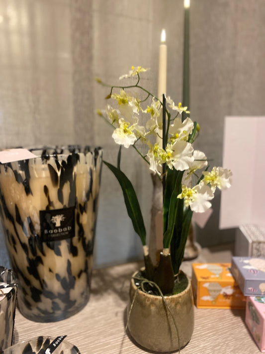 Dancing Orchid in Khaki Ceramic Pot