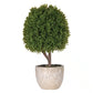 Green Miniature Boxwood Ball in Stone-look