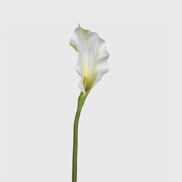 Large White Calla Lily Stem
