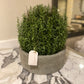 French Rosemary in Grey Pot
