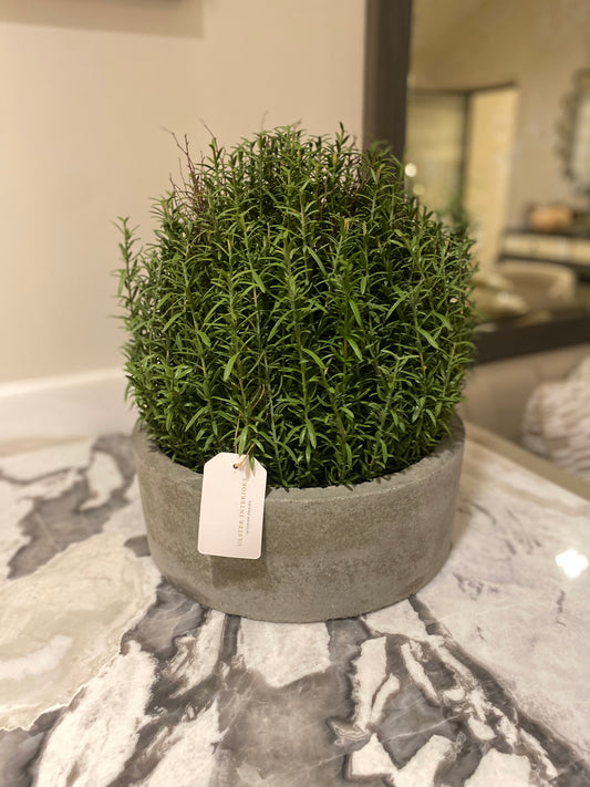 French Rosemary in Grey Pot