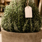 French Rosemary in Grey Pot