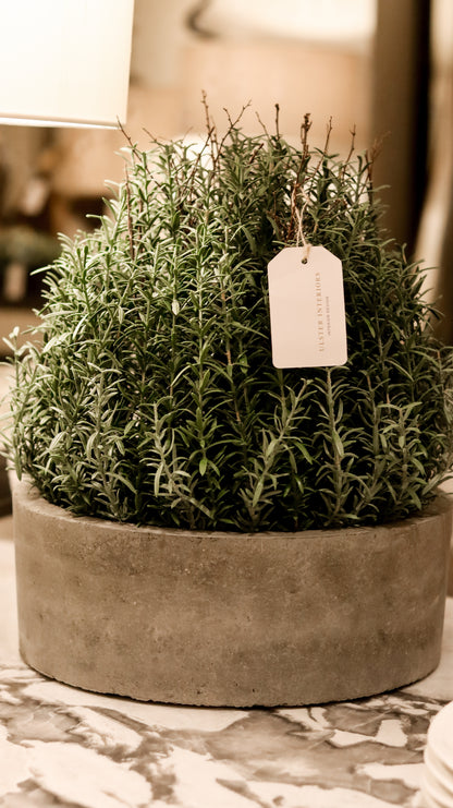 French Rosemary in Grey Pot