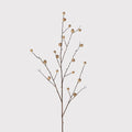Oak Apple Branch