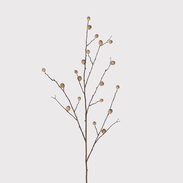Oak Apple Branch