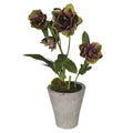 Green Potted Helebore