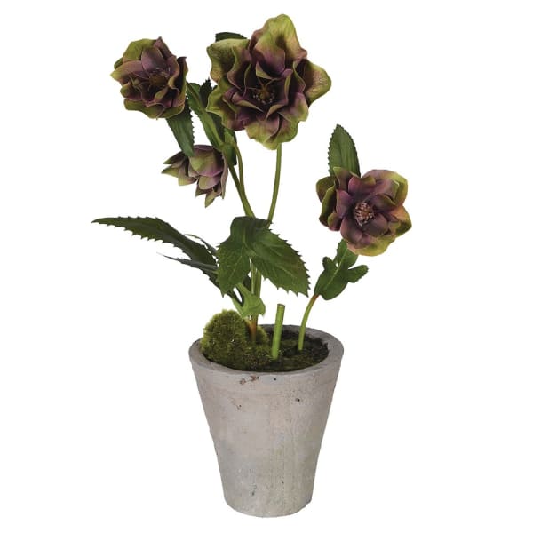 Green Potted Helebore