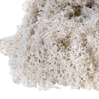 Box Of White Moss