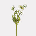 White Ranunculus Stem