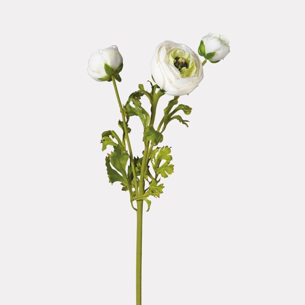 White Ranunculus Stem