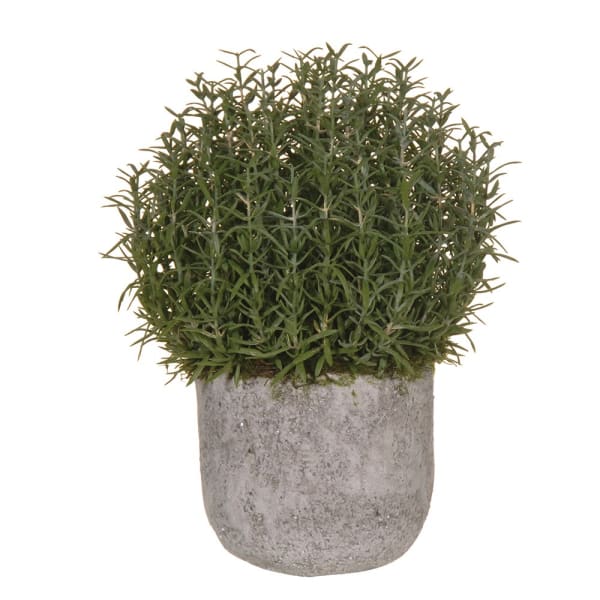 Sarah Bush Ball in Cement Pot