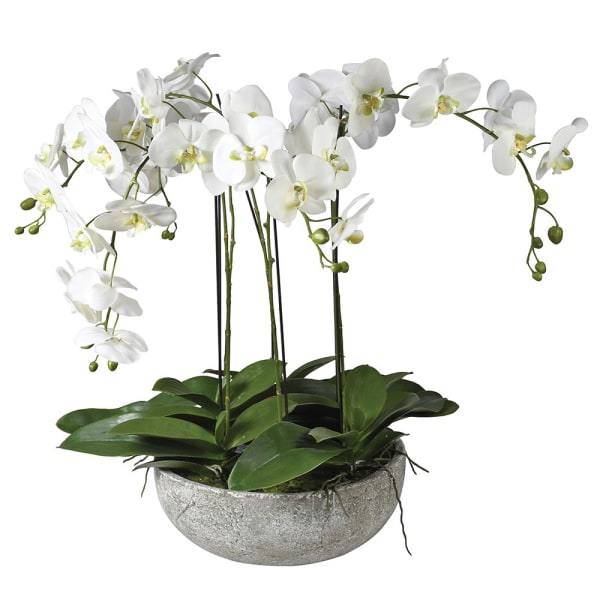Extra Large Orchid in Stone Pot