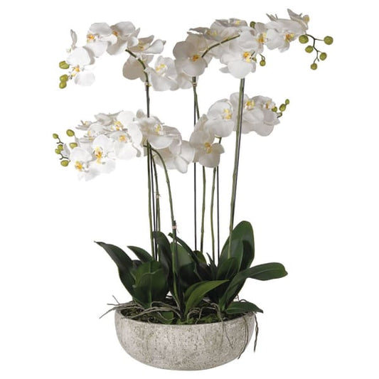 Extra Extra Large Orchid in Stone Pot