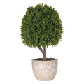 Mini Tree in Ceramic pot