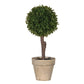 Mini ball tree in pot